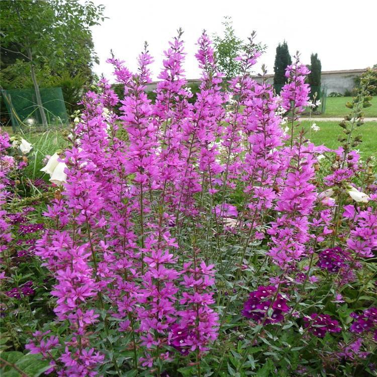 千屈菜苗圃育苗 千屈菜基地 青州顺和花卉供应