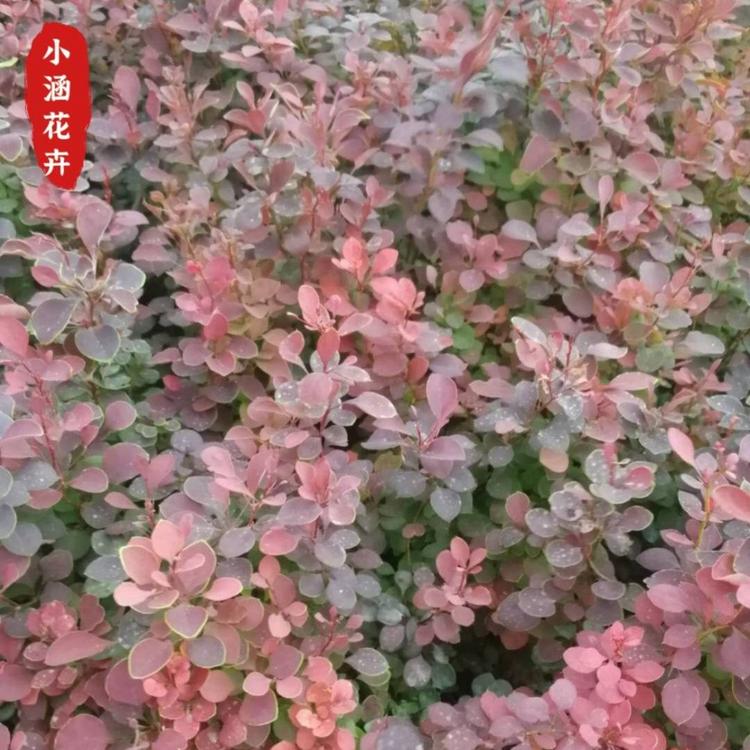 基地直供优质红叶小檗价格  供应优质红叶小檗  绿化苗木