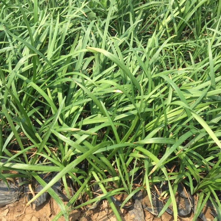 麦冬草价格 麦冬草小苗批发 麦冬草种植基地