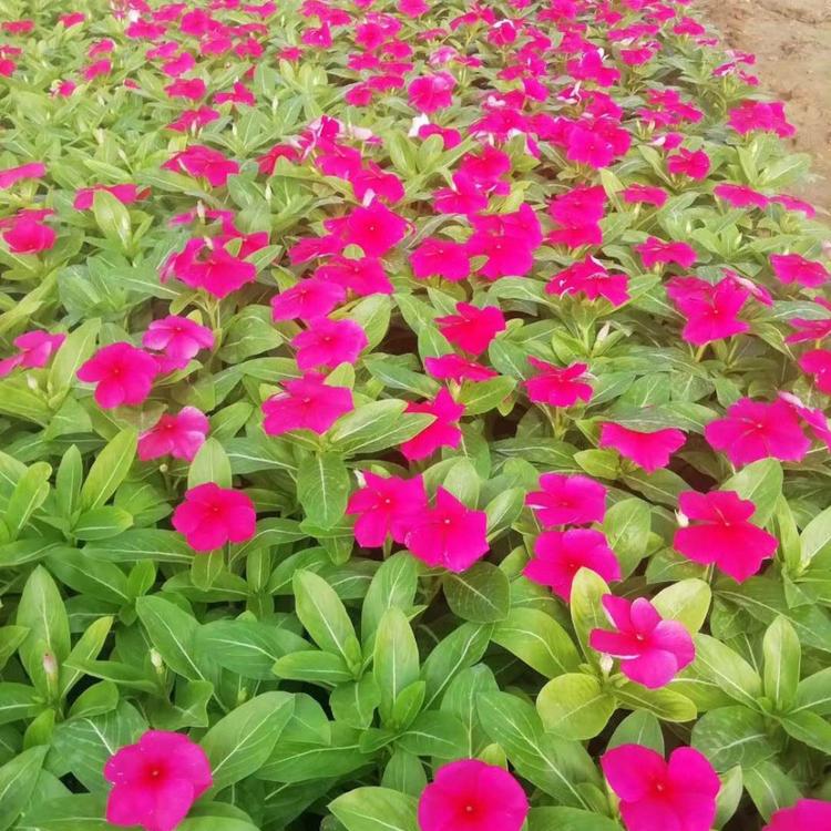 长春花杯苗 天天开小苗基地供应 草花植物批发