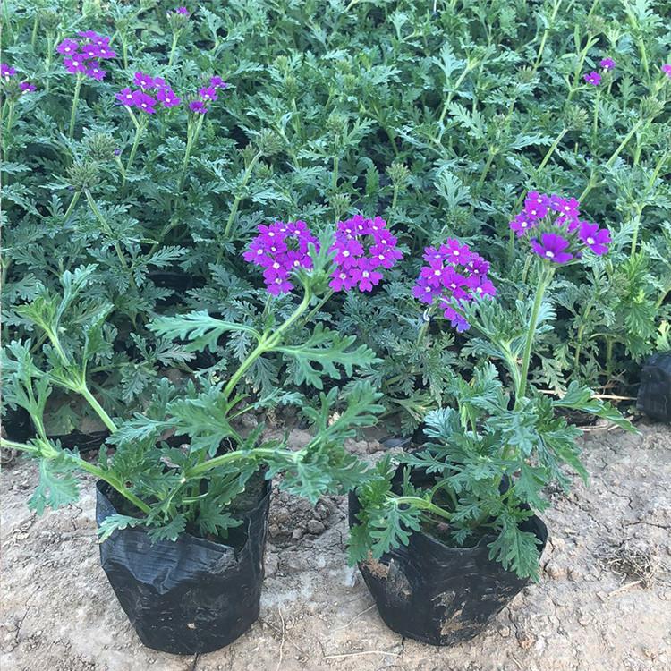 时令草花批发 种植基地供应美女樱小苗 铭秀 