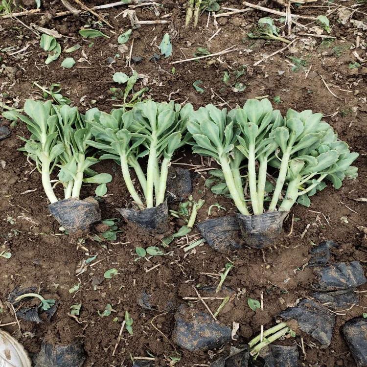 护坡地被植物  八宝景天价格  观赏草基地