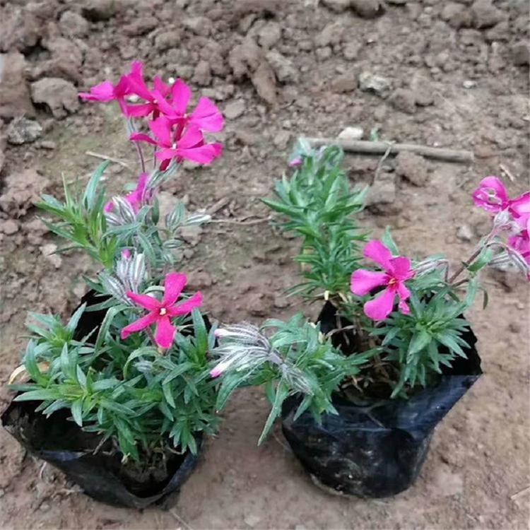 山东福禄考花苗  福禄考种植基地  量大价优