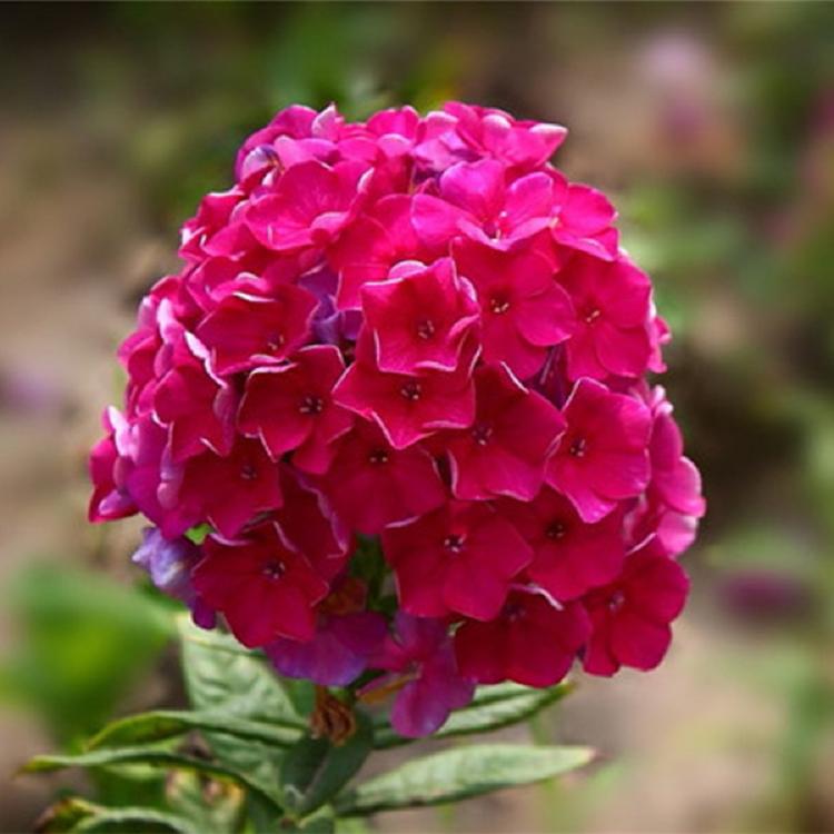 芝樱盆栽  芝樱基地直发 惠博基地供应