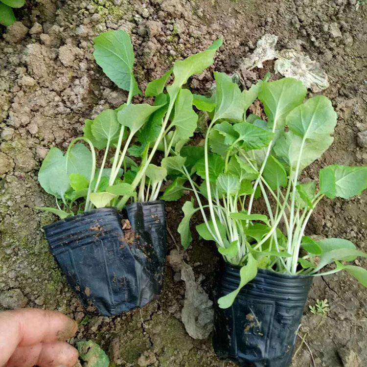 花海景观工程用苗二月兰  二月兰报价  二月兰培育基地