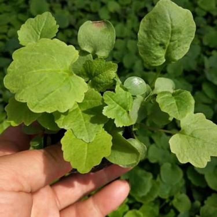 花海景观工程用苗二月兰  诸葛菜  二月兰小苗杯苗批发