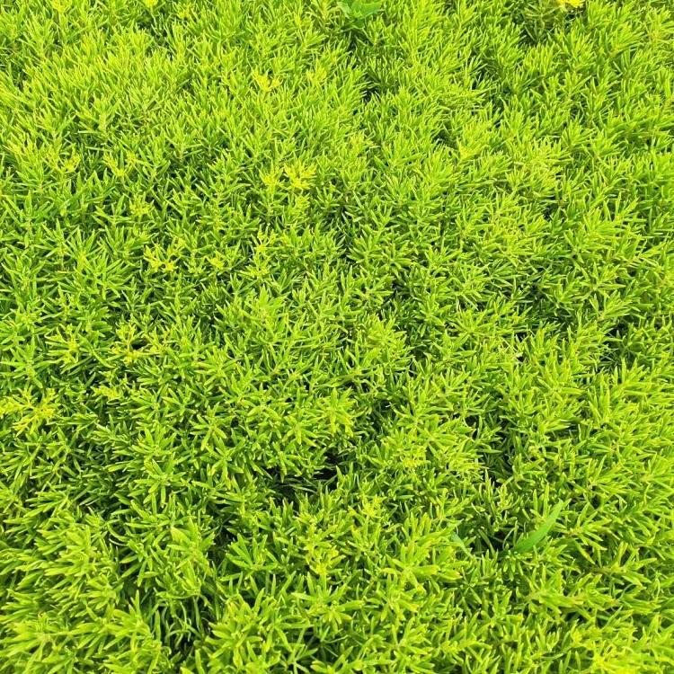 时令草花基地  佛甲草批发  佛甲草采购苗圃