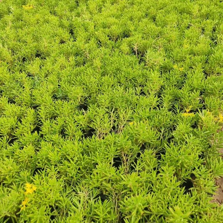 时令草花基地  佛甲草种植  基地自产自销