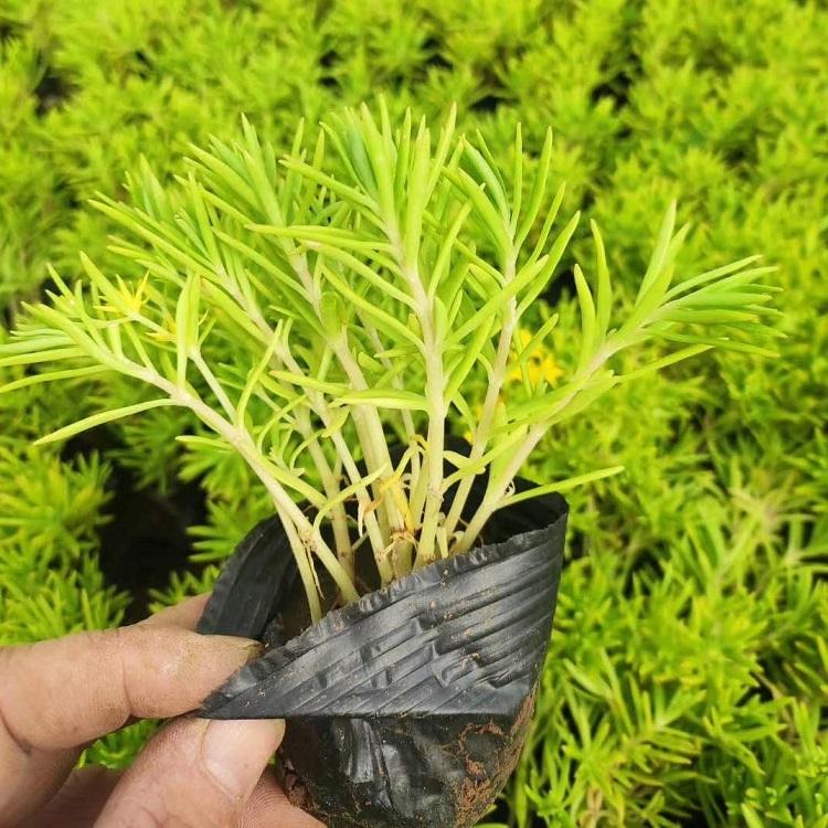 佛甲草出售  黄金条黄金草  佛甲草采购苗圃