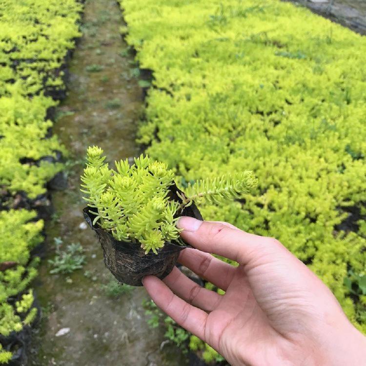 屋顶绿化金叶佛甲草  佛甲草  佛甲草采购苗圃