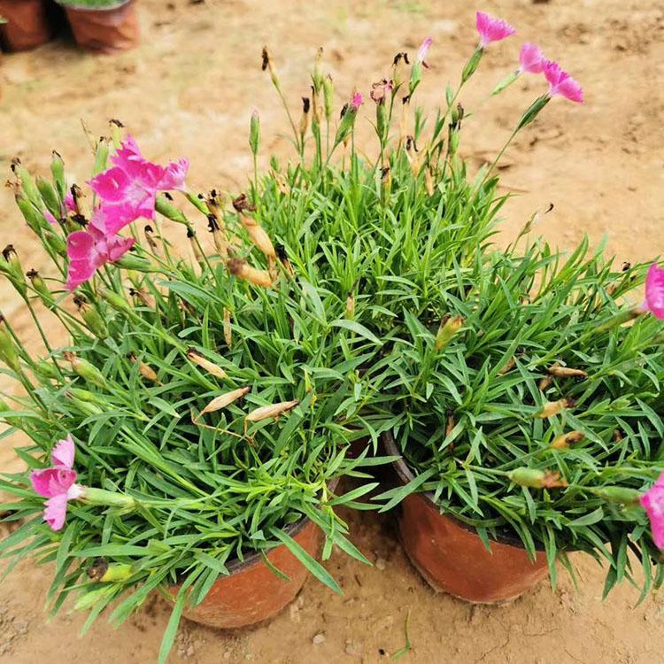 花海用花欧石竹杯苗  欧石竹小苗  基地供应欧石竹