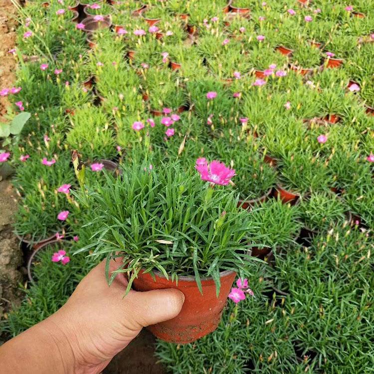 常年开花欧石竹  批发欧石竹  欧石竹批发商