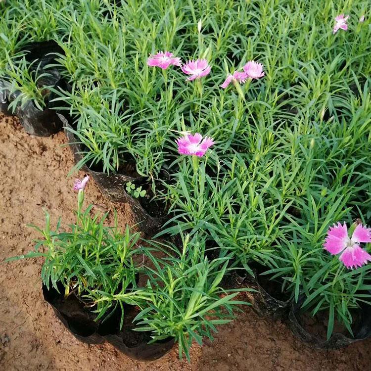 常年开花欧石竹  欧石竹花海  欧石竹种植培育基地