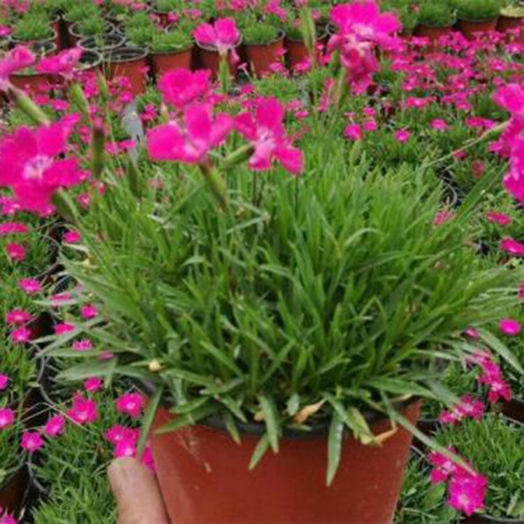 绿植盆栽欧石竹  欧石竹基地  欧石竹种植培育基地