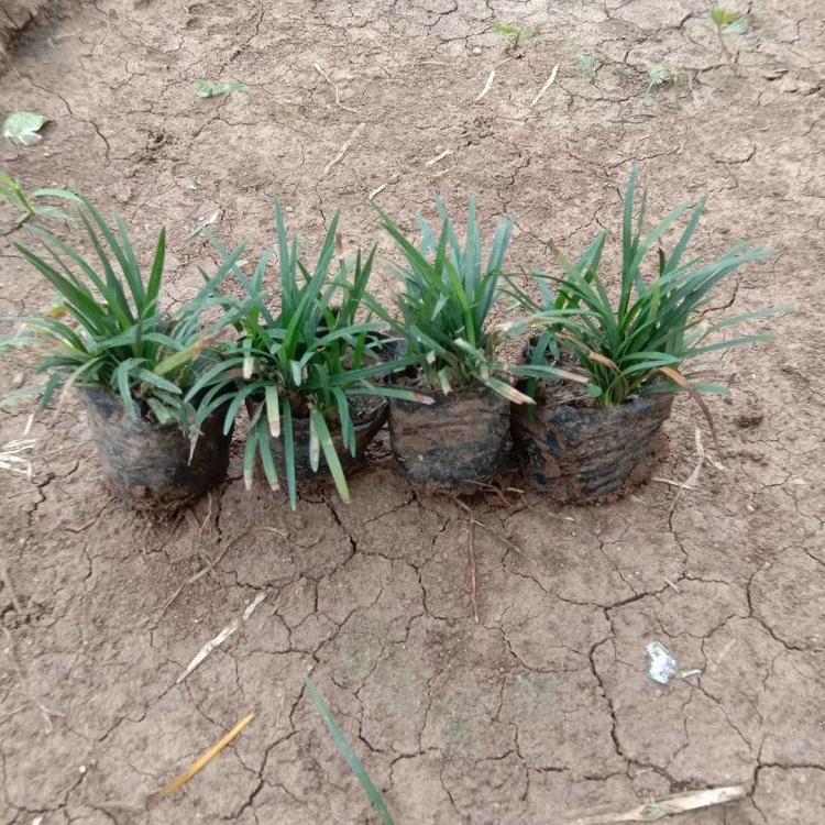 基地大量供应日本矮麦冬苗 观赏草批发 日本矮麦冬行情