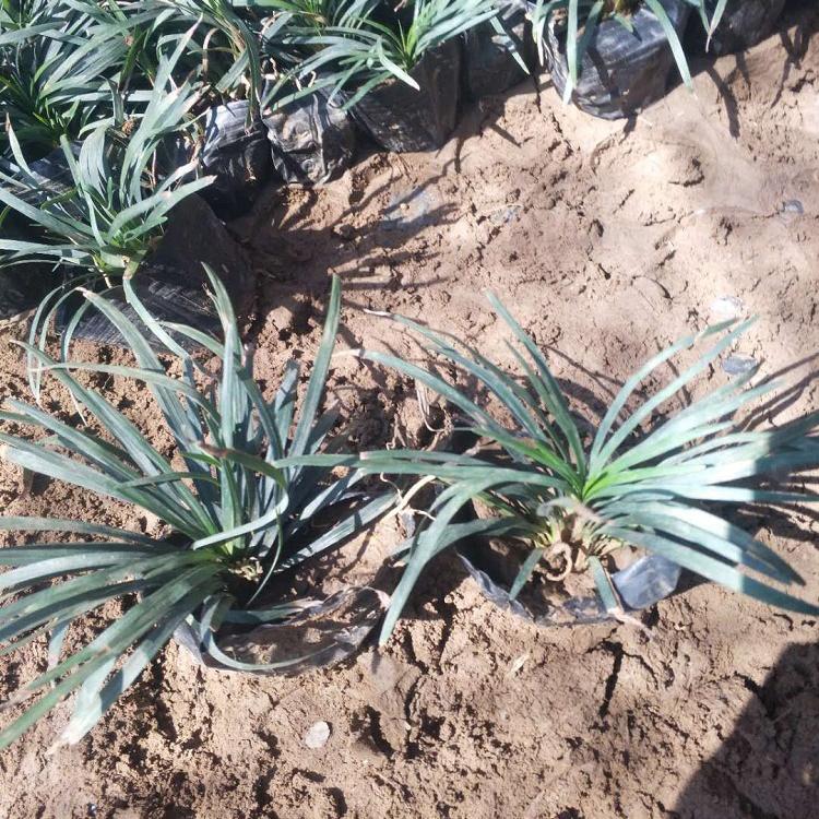 玉龙草批发 基地大量供应日本矮麦冬 青州草花价格