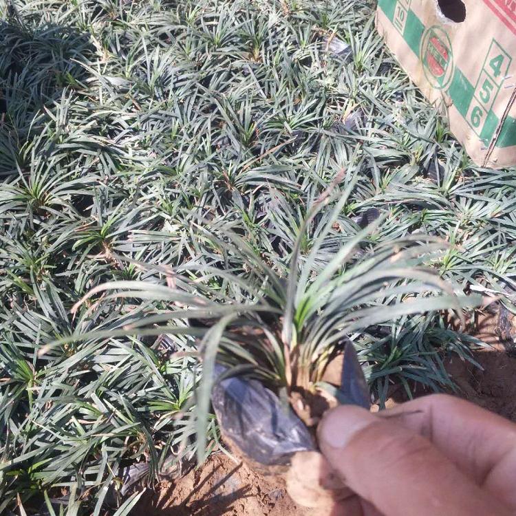 玉龙草批发商 价格实惠玉龙草小苗 观赏草价格