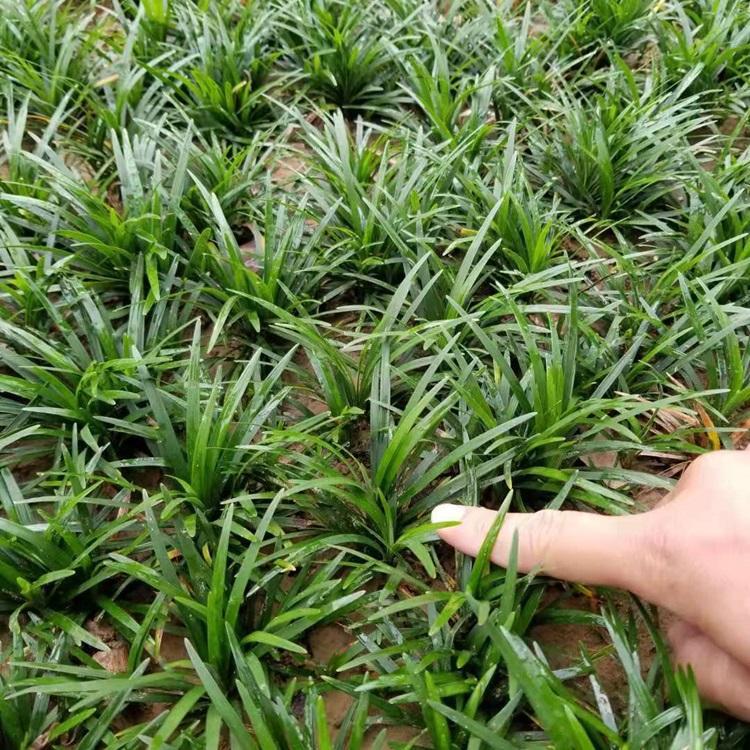 庭院绿植玉龙草小苗 观赏草价格 玉龙草报价