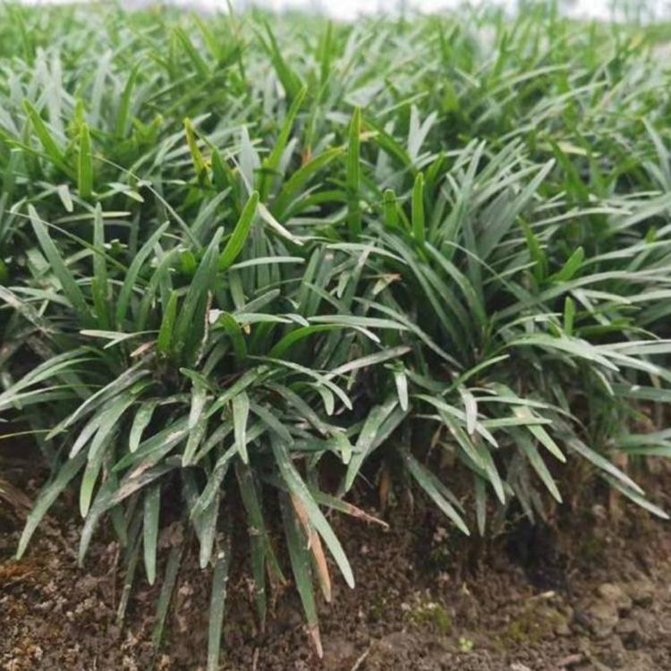 日本矮麦冬基地 耐寒耐旱植物玉龙草小苗 青州草花