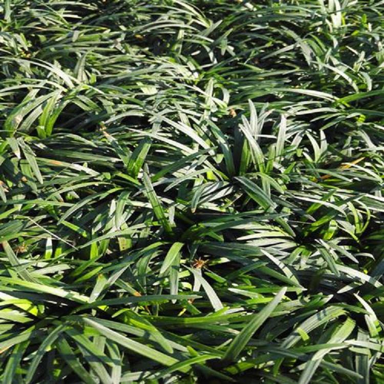 绿化植被日本矮麦冬 青州草花 玉龙草种植基地