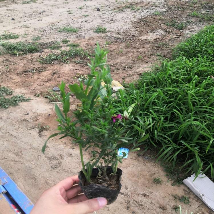 出售荷兰菊  荷兰菊盆栽苗  荷兰菊大量批发