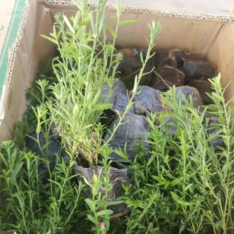 花坛用荷兰菊  荷兰菊报价  荷兰菊大量批发