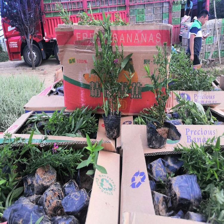 山东荷兰菊批发  荷兰菊草花盆栽  山东荷兰菊行情