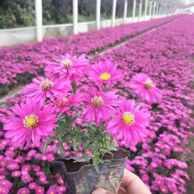 青州地被荷兰菊  荷兰菊小苗  荷兰菊大量供应