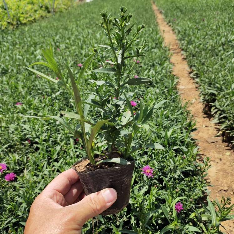 庭院绿植荷兰菊  荷兰菊小苗  山东荷兰菊行情