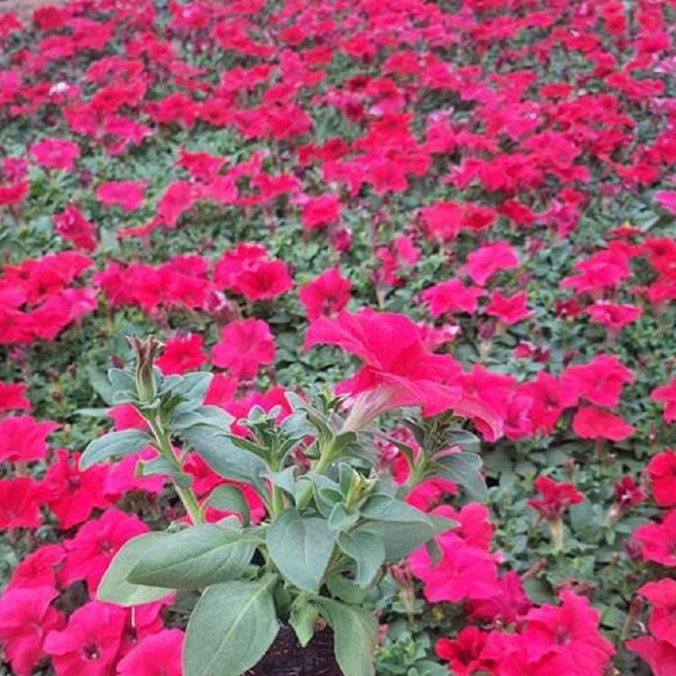 青州草花基地  矮牵牛花  青州矮牵牛批发