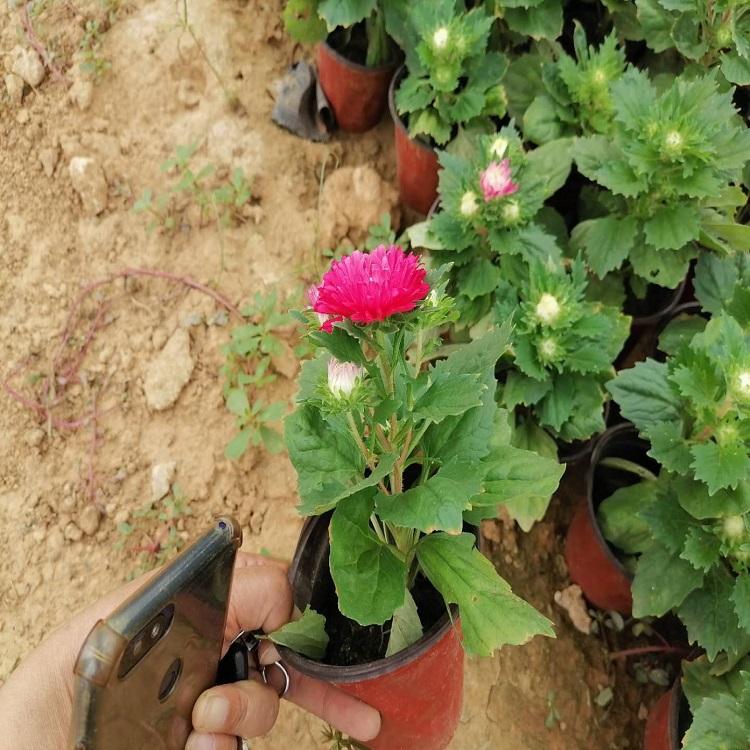 景观绿植翠菊  草花翠菊  苗圃直销