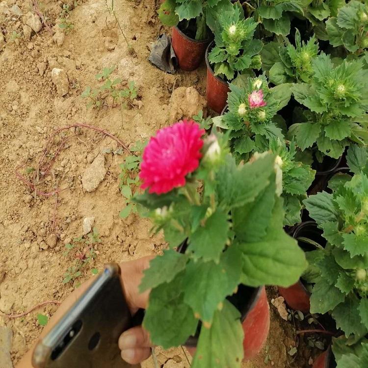 市政绿化翠菊  翠菊报价  翠菊种植基地