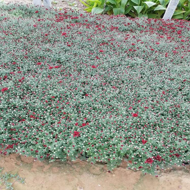 生态花卉翠菊  翠菊供应商  翠菊苗圃直销