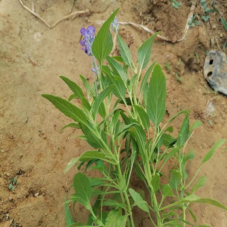 蓝花鼠尾草苗圃 鼠尾草工程用苗  宿根鼠尾草基地种植