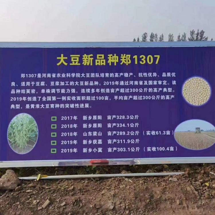 阳光嘉里  郑1307高蛋白  高产大豆种子