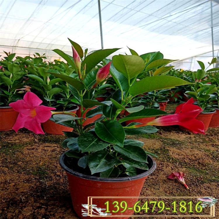 批发飘香藤盆栽 双喜藤花卉 攀爬植物花卉盆栽