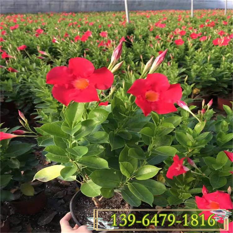 盆栽飘香藤 室外爬藤植物飘香藤 耐热绿篱花苗双喜藤