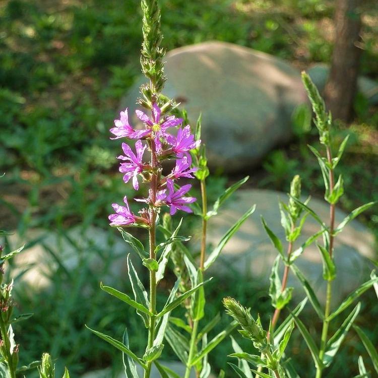 多年生草本千屈菜 千屈菜价格 山东千屈菜价格实惠
