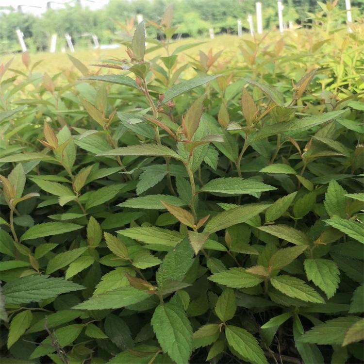 金焰绣线菊