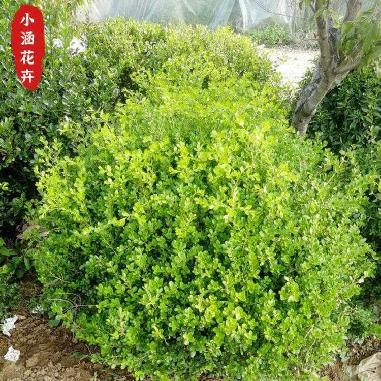 优质地栽瓜子黄杨价格  小叶黄杨价格    绿化工程苗  小涵花卉