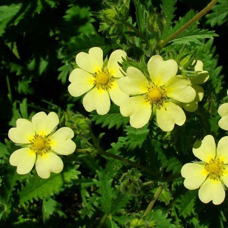 三叶委陵菜  基地供应优质三叶委陵菜  小涵花卉苗木