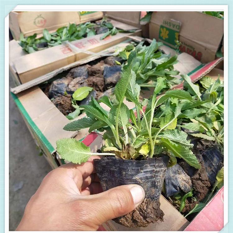 【森木花卉】鼠尾草 基地优价直销 地被鼠尾草价格