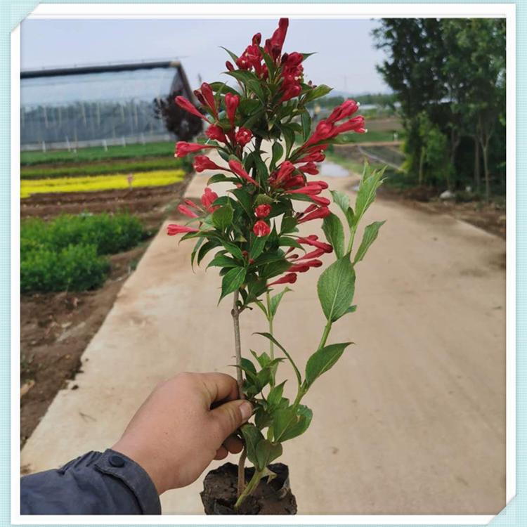 红王子锦带 红王子锦带基地 青州森木 山东红王子锦带批发商