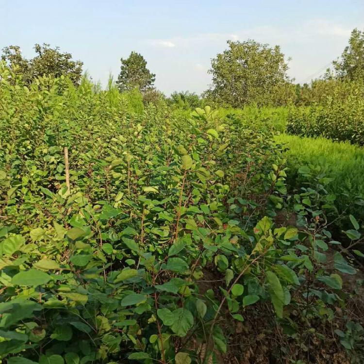 黄栌批发 落叶黄栌 苗圃现挖