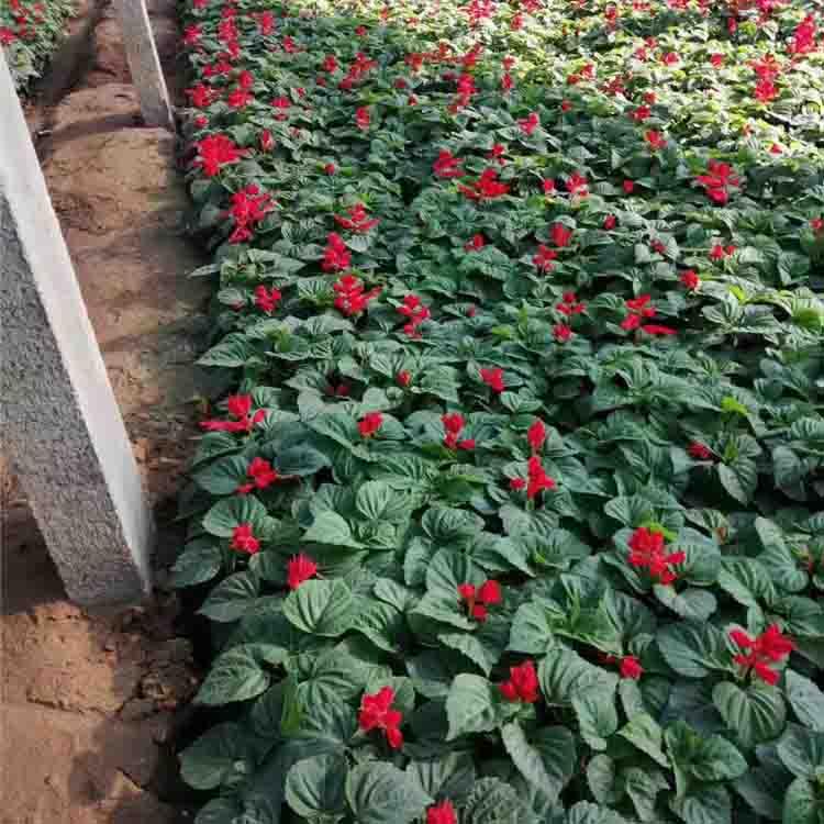 【久顺】一串红销售价格 一串红盆栽批发商 苗圃供应