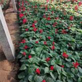 【久顺】一串红销售价格 一串红盆栽批发商 苗圃供应