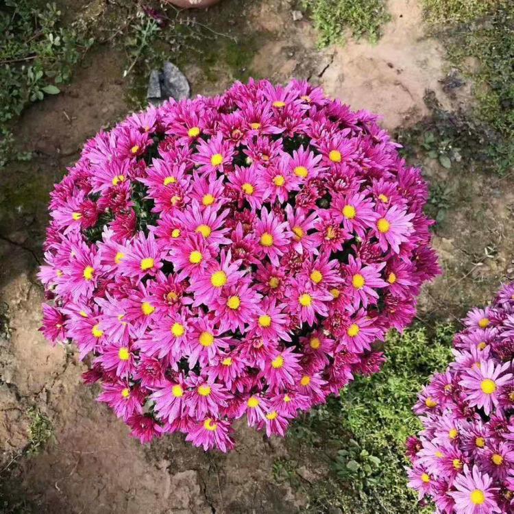 欧润 九月菊种子 绿化九月菊 欢迎选购
