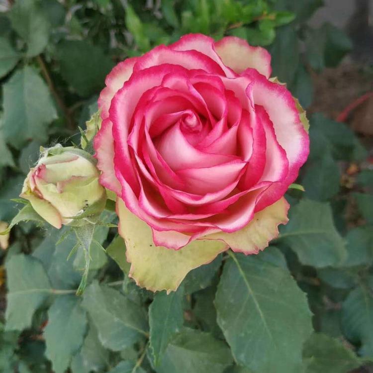 欧润  绿化月季花 月季花 生长速度快