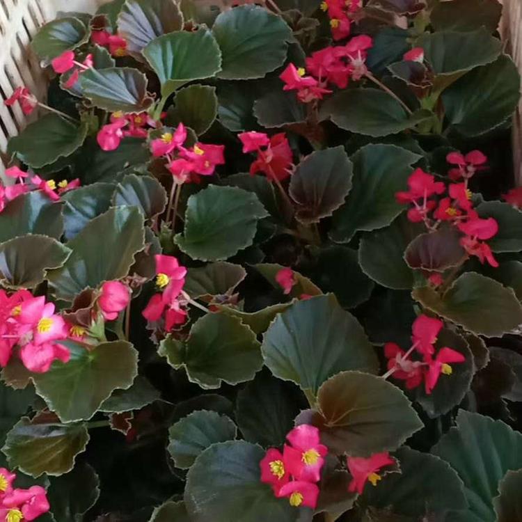 欧润 优良四季海棠 热销花苗四季海棠