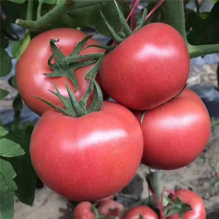 杂交一代西红柿苗  番茄种苗   广辰供应种苗